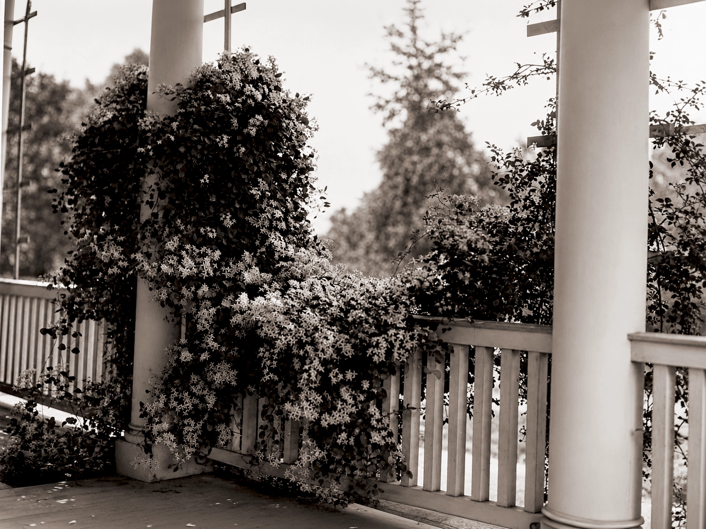 Flowering vines growing around the Idylease porch in 1905