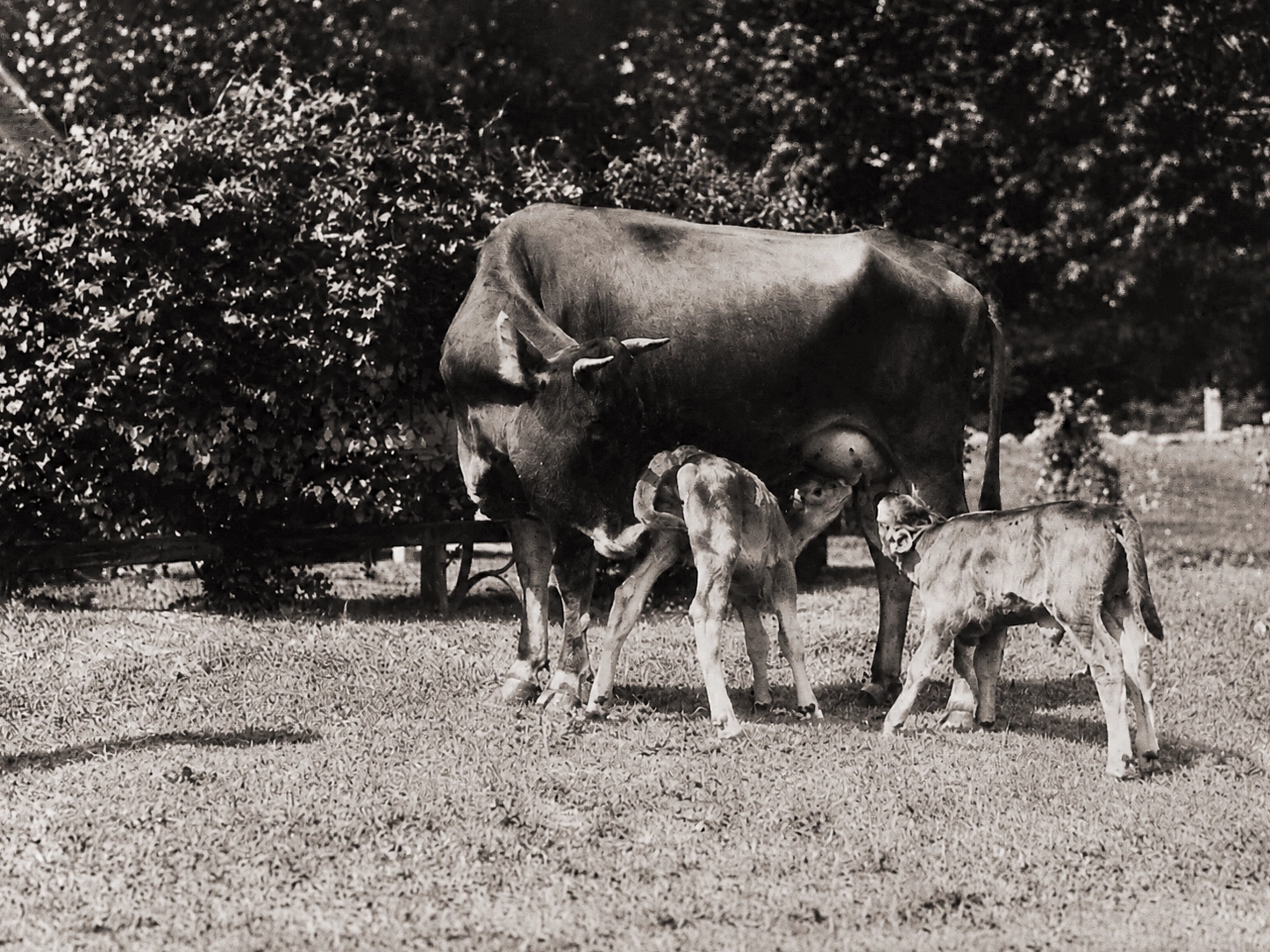 Cow and calves on the Idylease grounds in 1926
