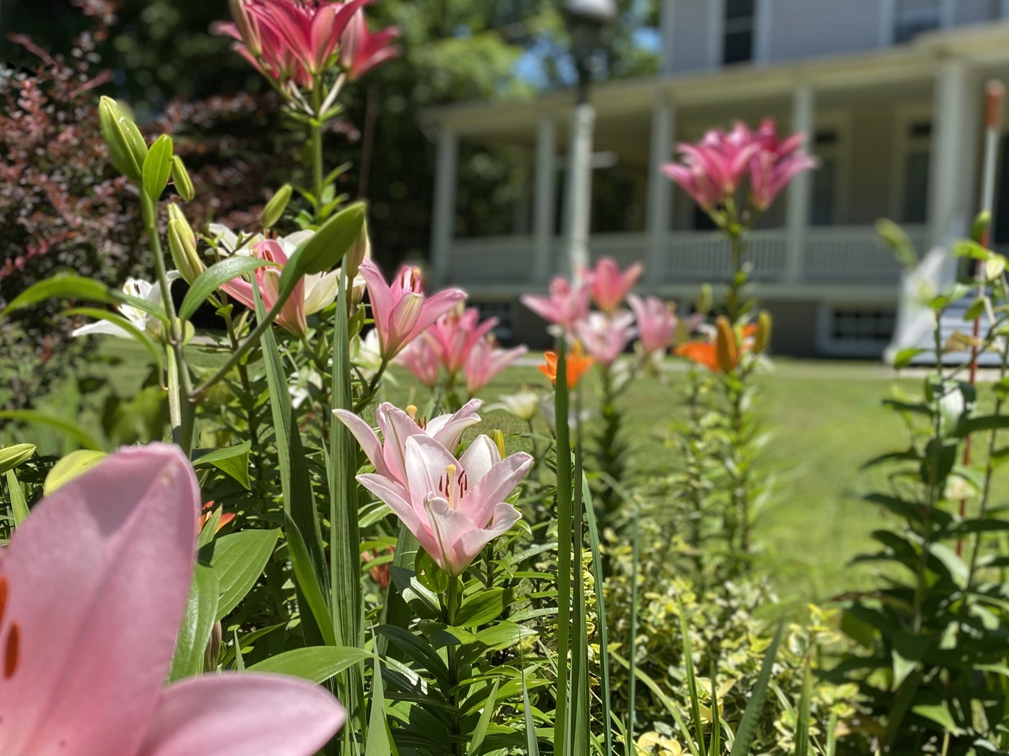 Garden view